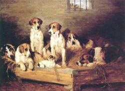 Foxhounds And Terriers In A Kennel