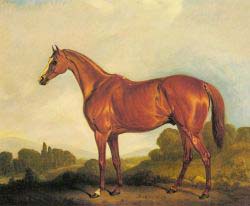 A Portrait Of The Racehorse Harkaway - The Winner Of Goodwood
