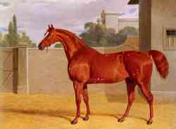 Comus - A Chestnut Racehorse In A Stable Yard