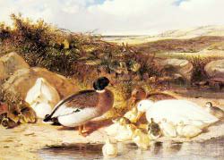 Mallard Ducks And Ducklings