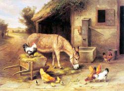 A Donkey And Chickens Outside A Stable