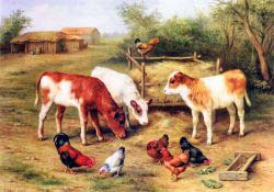 Calves And Chickens Feeding In A Farmyard