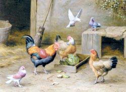 Chickens In A Farmyard