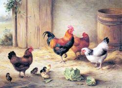 Chickens In A Barnyard