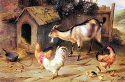 Fowl - Chicks And Goats By A Dog Kennel