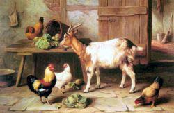 Goat And Chickens Feeding In A Cottage Interior
