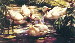 Ducks In A Forest Pond