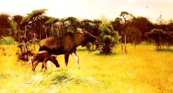 Moose With Her Calf In A Landscape