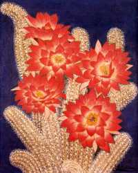 Cactus Florido
