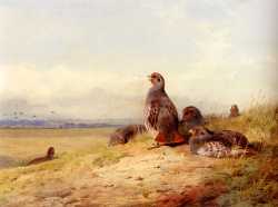 Red Partridges