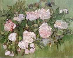 Still Life - Pink Roses