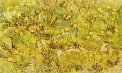 A Field Of Yellow Flowers