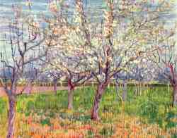 Orchard In Blossom 5