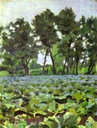 Cabbage Field With Willows
