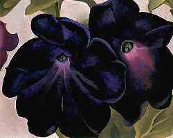 Black And Purple Petunias