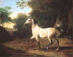 Grey Arab Stallion In A Wooded Landscape