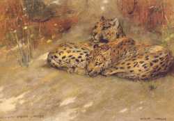 Study Of East African Leopards