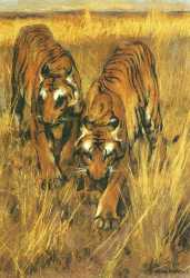 Tigers 2