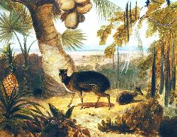 Musk Deer And Birds Of Paradise